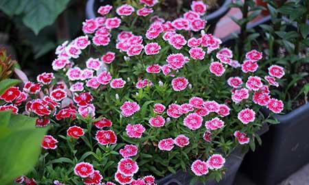 适合室内养的花和植物