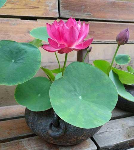 适合室内养的花和植物