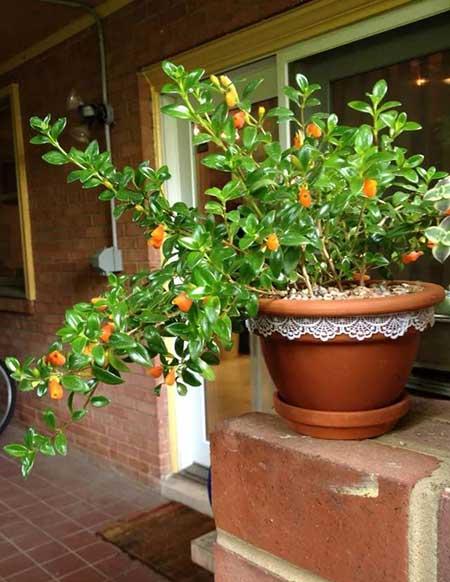 适合室内养的花和植物
