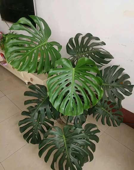 适合室内养的花和植物