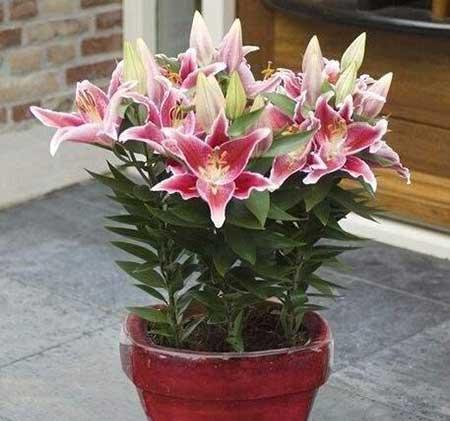 适合室内养的花和植物