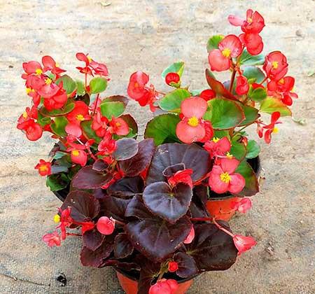 适合室内养的花和植物