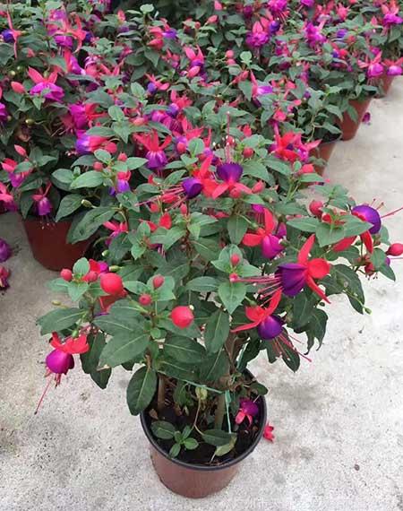 适合室内养的花和植物