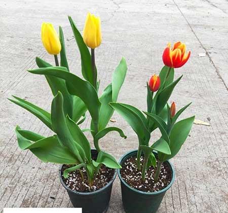 适合室内养的花和植物