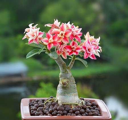 适合室内养的花和植物