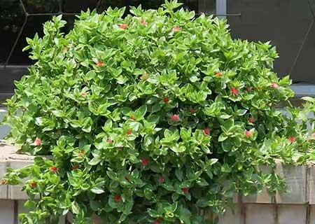 适合室内养的花和植物
