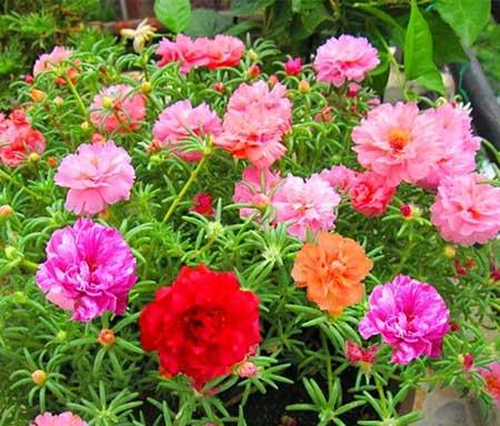 适合室内养的花和植物