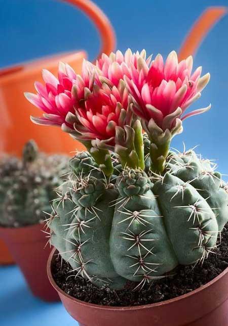 适合室内养的花和植物