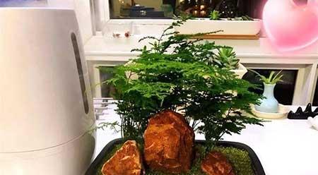 家庭花卉养殖知识大全