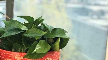 家庭花卉养殖知识大全