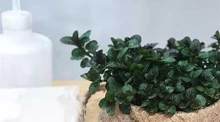 家庭花卉养殖知识大全