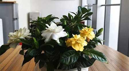 家庭花卉养殖知识大全
