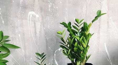 家庭花卉养殖知识大全