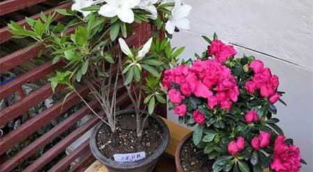 家庭花卉养殖知识大全