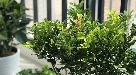 家庭花卉养殖知识大全
