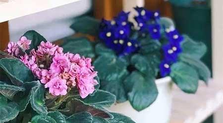 家庭花卉养殖知识大全