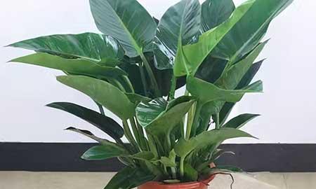 大叶金钻绿植怎么养