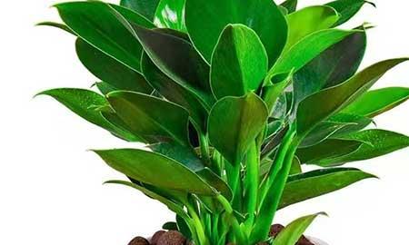 大叶金钻绿植怎么养