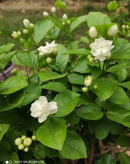 夏天养什么花