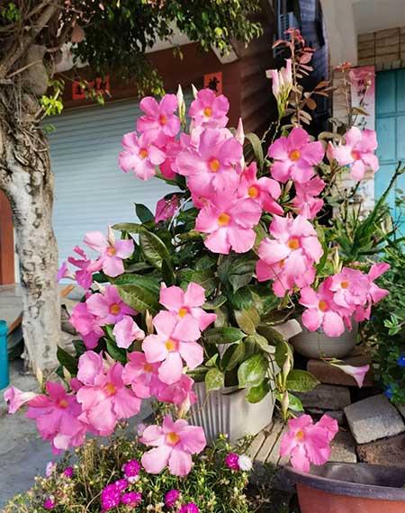 夏天养什么花
