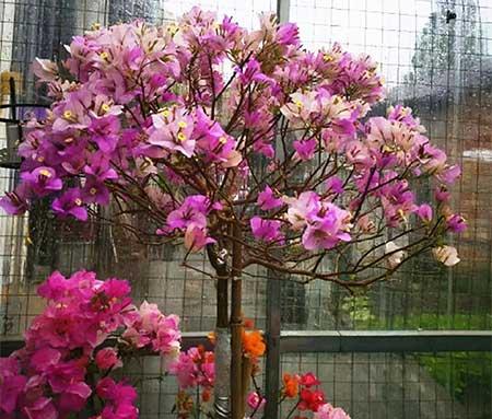 夏天养什么花