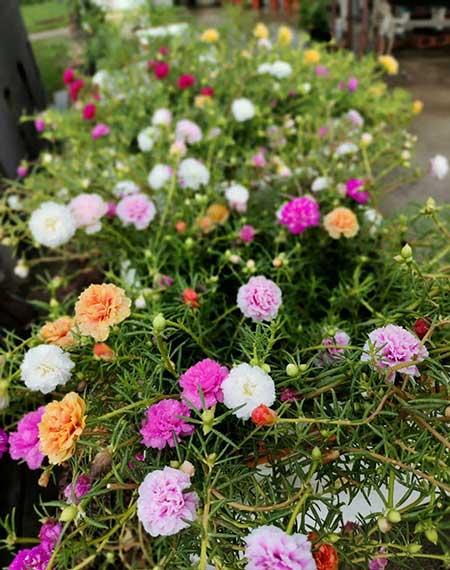 夏天养什么花