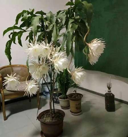夏天养什么花