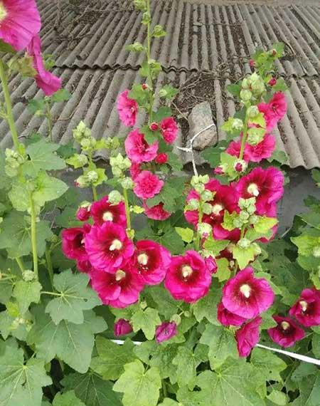 夏天养什么花