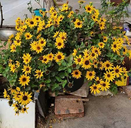 夏天养什么花