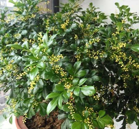夏天养什么花