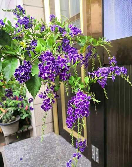 夏天养什么花