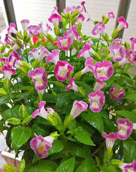 夏天养什么花