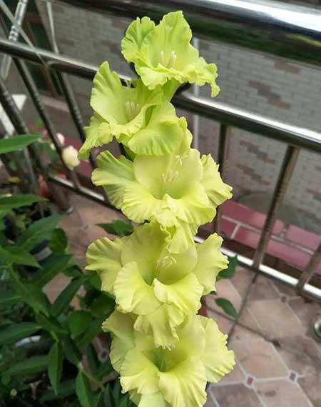 夏天养什么花