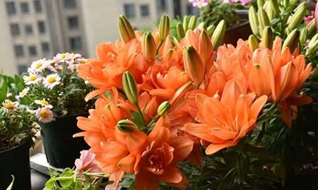 夏天养什么花