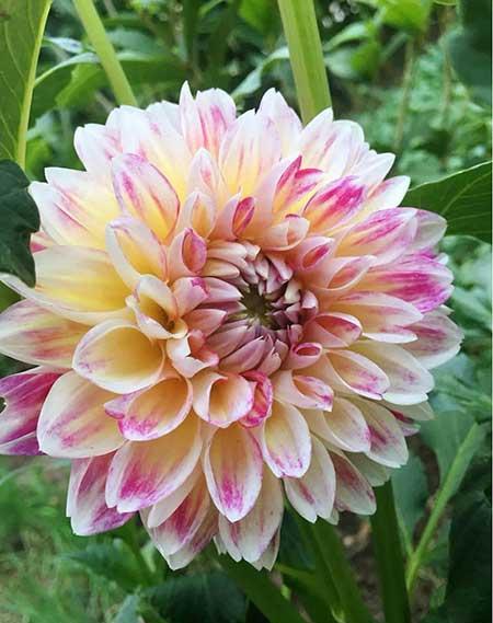 夏天养什么花