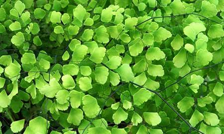 蕨类植物养护
