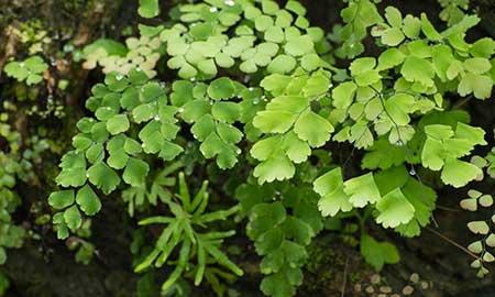 蕨类植物养护