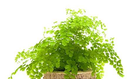 蕨类植物养护
