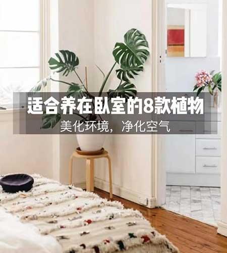 卧室养什么花