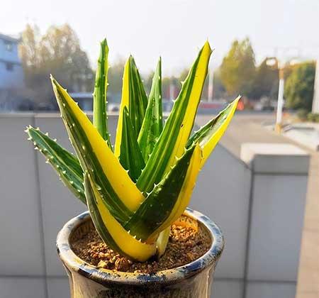 卧室养什么花