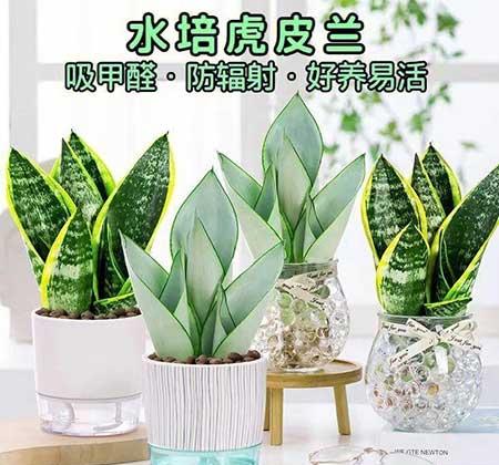 卧室养什么花