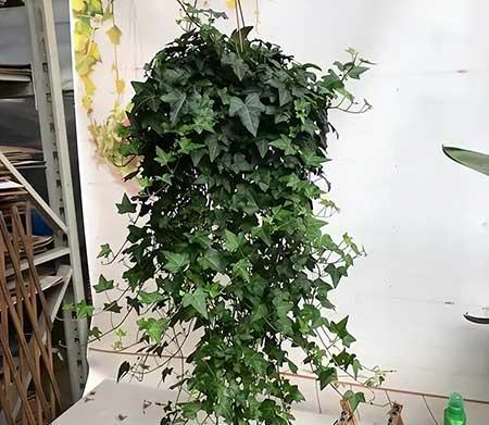 卧室养什么花