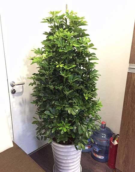 卧室养什么花