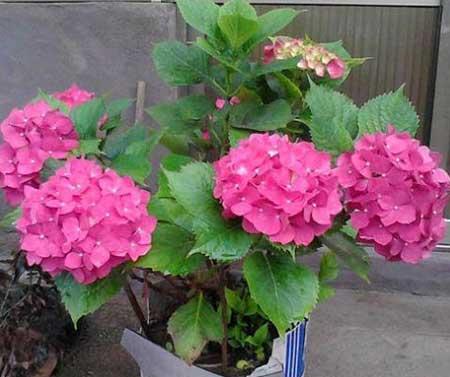 绣球盆栽怎么养