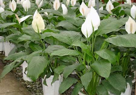一帆风顺花怎么养殖方法