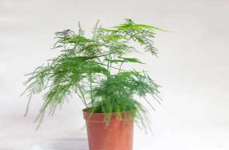 适合屋里养的绿植
