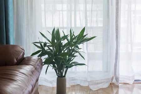 适合屋里养的绿植