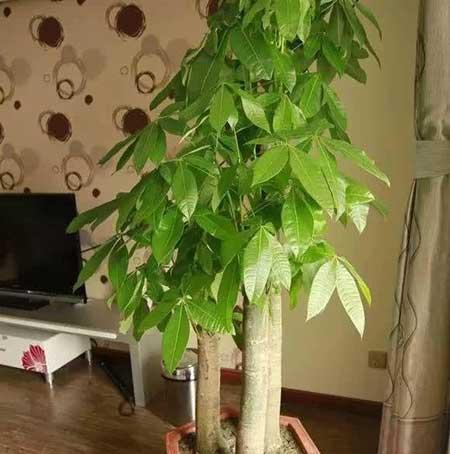 满天星花卉的养殖方法