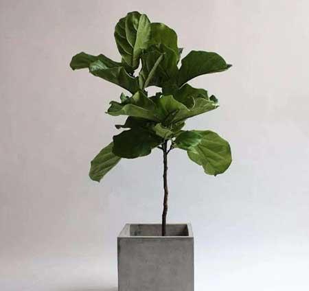 满天星花卉的养殖方法