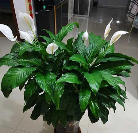 适合客厅养的花